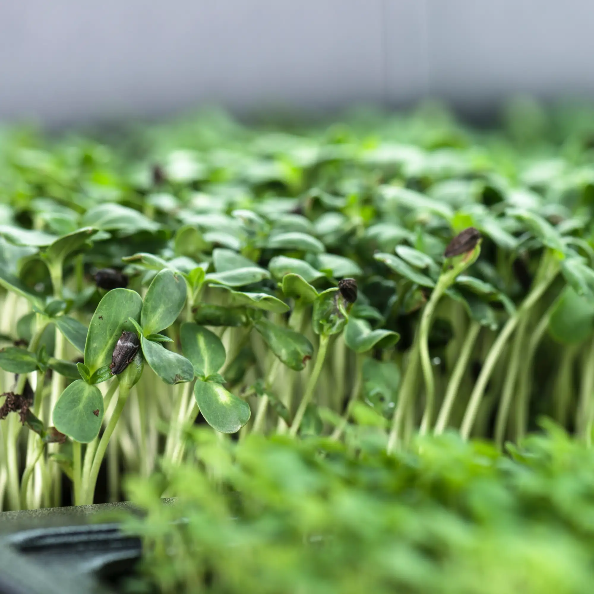 Micro Greens