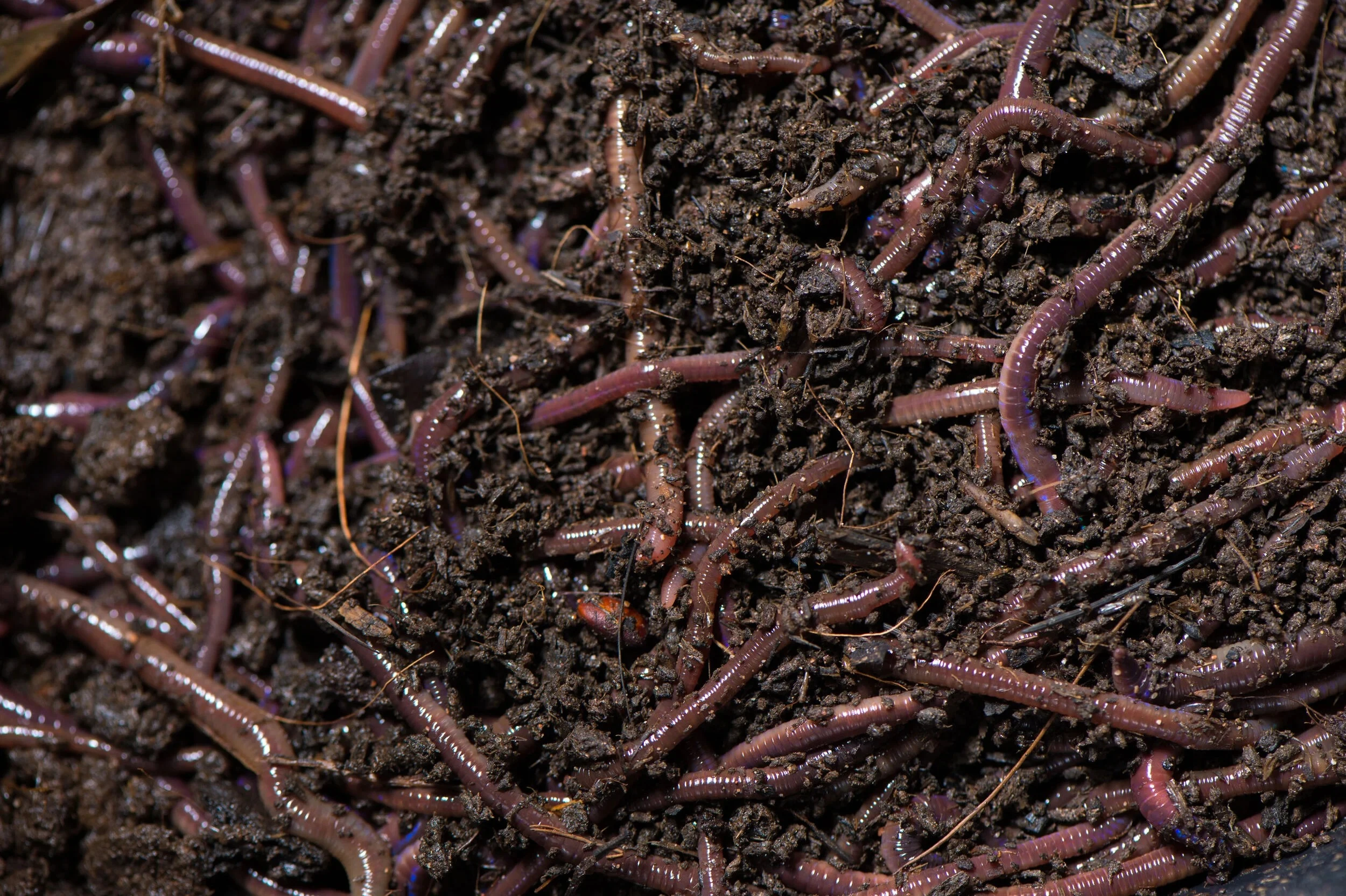 Vermicompost